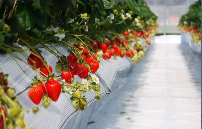 Strawberry Picking, Yanagawa Cruise, Saga History Tour from Fukuoka